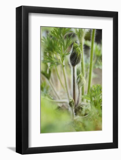 Common Pasque Flower, Pulsatella Vulgaris, Buds, Close-Up-Andreas Keil-Framed Photographic Print