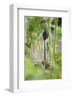 Common Pasque Flower, Pulsatella Vulgaris, Buds, Close-Up-Andreas Keil-Framed Photographic Print