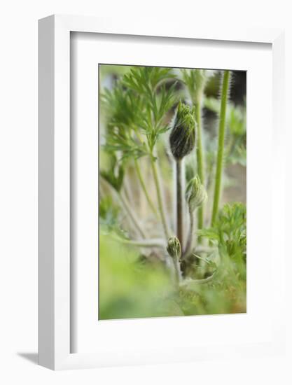 Common Pasque Flower, Pulsatella Vulgaris, Buds, Close-Up-Andreas Keil-Framed Photographic Print