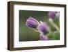 common pasque flower, Pulsatilla vulgaris-Nadja Jacke-Framed Photographic Print