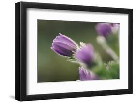 common pasque flower, Pulsatilla vulgaris-Nadja Jacke-Framed Photographic Print