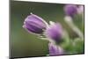 common pasque flower, Pulsatilla vulgaris-Nadja Jacke-Mounted Photographic Print