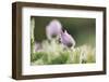 common pasque flower, Pulsatilla vulgaris-Nadja Jacke-Framed Photographic Print