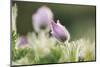 common pasque flower, Pulsatilla vulgaris-Nadja Jacke-Mounted Photographic Print