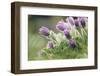 common pasque flower, Pulsatilla vulgaris-Nadja Jacke-Framed Photographic Print