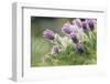 common pasque flower, Pulsatilla vulgaris-Nadja Jacke-Framed Photographic Print