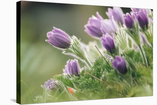 common pasque flower, Pulsatilla vulgaris-Nadja Jacke-Stretched Canvas