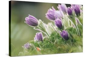 common pasque flower, Pulsatilla vulgaris-Nadja Jacke-Stretched Canvas