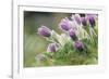 common pasque flower, Pulsatilla vulgaris-Nadja Jacke-Framed Photographic Print