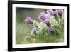 common pasque flower, Pulsatilla vulgaris-Nadja Jacke-Framed Photographic Print