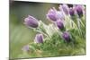 common pasque flower, Pulsatilla vulgaris-Nadja Jacke-Mounted Photographic Print