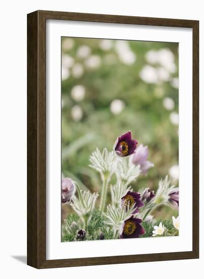 common pasque flower, Pulsatilla vulgaris-Nadja Jacke-Framed Photographic Print