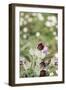 common pasque flower, Pulsatilla vulgaris-Nadja Jacke-Framed Photographic Print