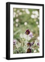 common pasque flower, Pulsatilla vulgaris-Nadja Jacke-Framed Photographic Print