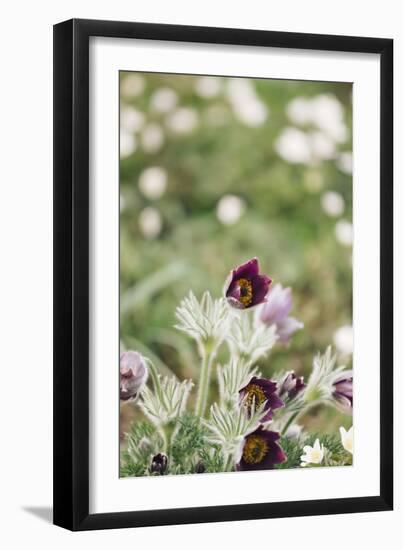 common pasque flower, Pulsatilla vulgaris-Nadja Jacke-Framed Photographic Print