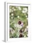 common pasque flower, Pulsatilla vulgaris-Nadja Jacke-Framed Photographic Print