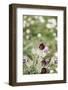 common pasque flower, Pulsatilla vulgaris-Nadja Jacke-Framed Photographic Print