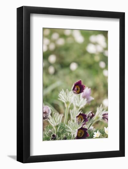 common pasque flower, Pulsatilla vulgaris-Nadja Jacke-Framed Photographic Print