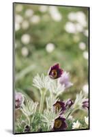 common pasque flower, Pulsatilla vulgaris-Nadja Jacke-Mounted Photographic Print