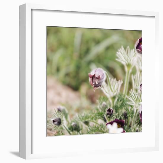 common pasque flower, Pulsatilla vulgaris-Nadja Jacke-Framed Photographic Print