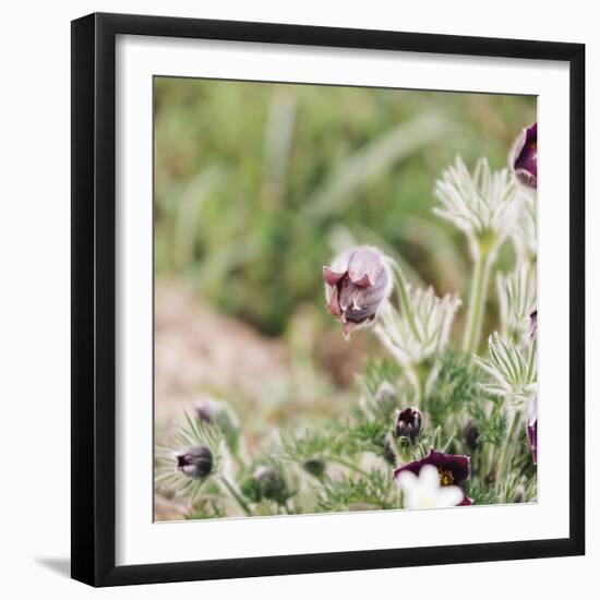 common pasque flower, Pulsatilla vulgaris-Nadja Jacke-Framed Photographic Print