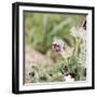 common pasque flower, Pulsatilla vulgaris-Nadja Jacke-Framed Photographic Print