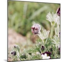 common pasque flower, Pulsatilla vulgaris-Nadja Jacke-Mounted Photographic Print