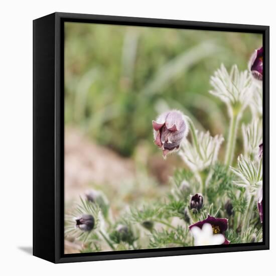 common pasque flower, Pulsatilla vulgaris-Nadja Jacke-Framed Stretched Canvas