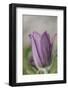 common pasque flower, Pulsatilla vulgaris-Nadja Jacke-Framed Photographic Print