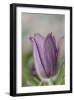 common pasque flower, Pulsatilla vulgaris-Nadja Jacke-Framed Photographic Print