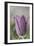 common pasque flower, Pulsatilla vulgaris-Nadja Jacke-Framed Photographic Print
