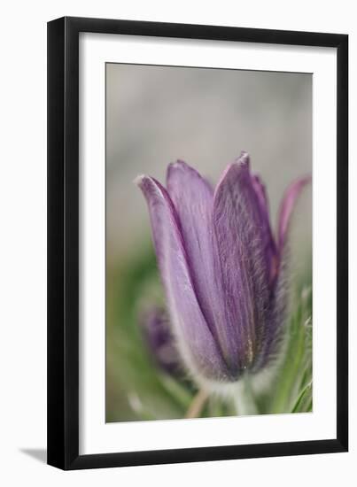 common pasque flower, Pulsatilla vulgaris-Nadja Jacke-Framed Photographic Print