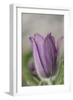 common pasque flower, Pulsatilla vulgaris-Nadja Jacke-Framed Photographic Print