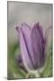 common pasque flower, Pulsatilla vulgaris-Nadja Jacke-Mounted Photographic Print