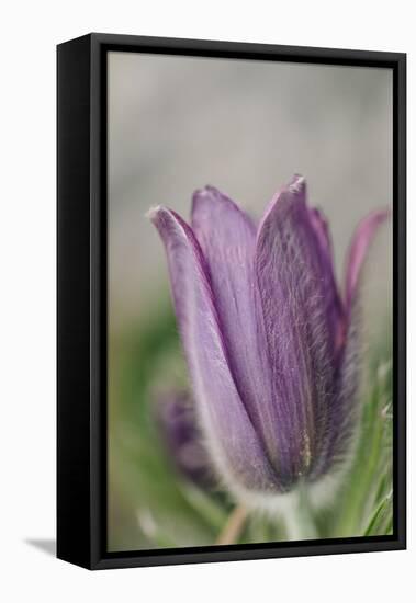 common pasque flower, Pulsatilla vulgaris-Nadja Jacke-Framed Stretched Canvas