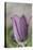 common pasque flower, Pulsatilla vulgaris-Nadja Jacke-Stretched Canvas