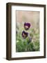 common pasque flower, Pulsatilla vulgaris-Nadja Jacke-Framed Photographic Print