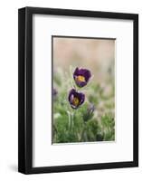 common pasque flower, Pulsatilla vulgaris-Nadja Jacke-Framed Photographic Print