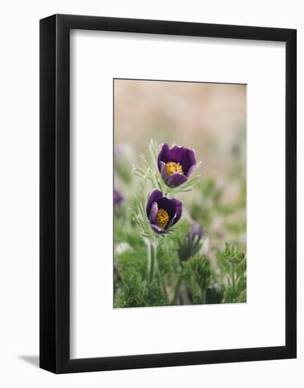 common pasque flower, Pulsatilla vulgaris-Nadja Jacke-Framed Photographic Print