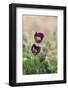 common pasque flower, Pulsatilla vulgaris-Nadja Jacke-Framed Photographic Print