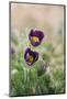 common pasque flower, Pulsatilla vulgaris-Nadja Jacke-Mounted Photographic Print