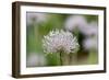 Common Pasqueflower Some Fine Rain Overnight-null-Framed Photographic Print