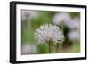 Common Pasqueflower Some Fine Rain Overnight-null-Framed Photographic Print