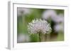 Common Pasqueflower Some Fine Rain Overnight-null-Framed Photographic Print