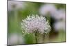 Common Pasqueflower Some Fine Rain Overnight-null-Mounted Photographic Print