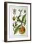 Common Peach, 1893-null-Framed Giclee Print