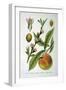 Common Peach, 1893-null-Framed Giclee Print