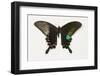 Common Peacock Swallowtail Butterfly Top and Bottom-Darrell Gulin-Framed Photographic Print