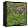 Common Peony (Paeonia Officinalis) Flowers in a Meadow, Valle De Canatra, Sibillini Np, Italy, May-Müller-Framed Stretched Canvas