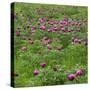 Common Peony (Paeonia Officinalis) Flowers in a Meadow, Valle De Canatra, Sibillini Np, Italy, May-Müller-Stretched Canvas